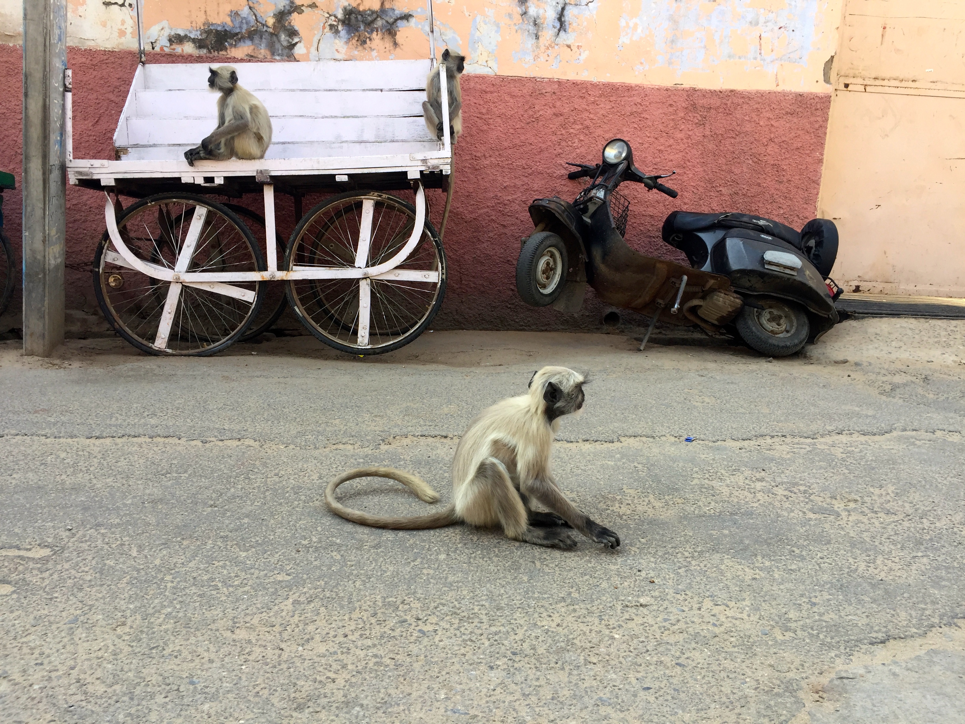 Hanuman-Languren in den Straßen von Pushkar
